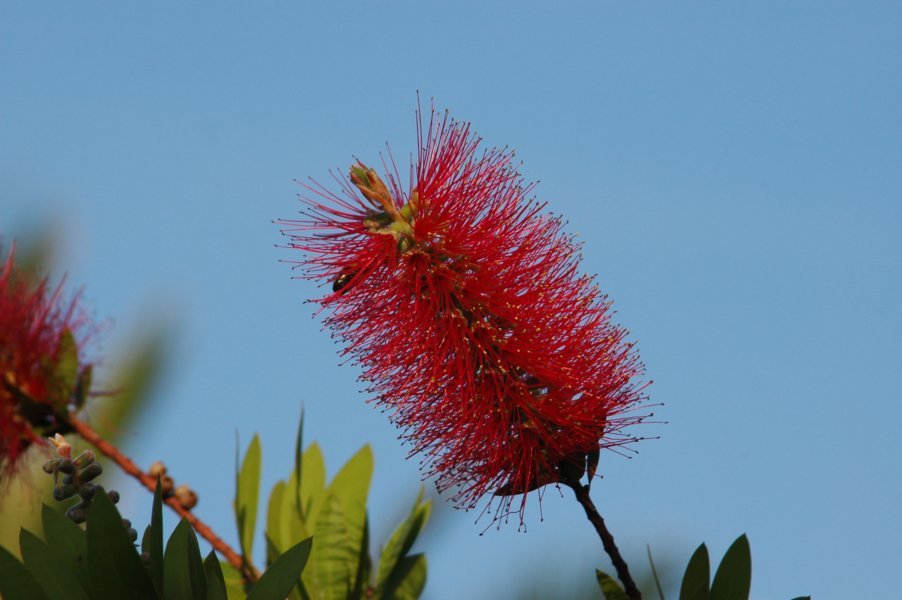 Flor roja - Creixell - Tarragona - Catalunya 2